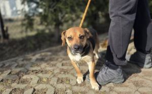 03.03.2026 - Ofiar Firleja