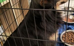 11.04.2026 r. Nowa Wola Golebiowska S