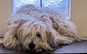 11.04.2026 r. Ziemowita S