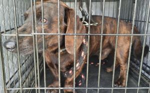 12.04.2026 r. Bulwary Nad Mleczna S