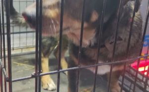 13.12.2025 r. Golaszewskiego