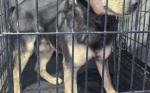 15.03.2026 r. Listopadowa S