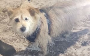 16.02.2026 r. Ostrowiecka S