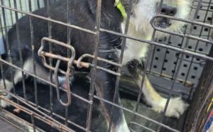 17.01.2026 r. Gagarina S