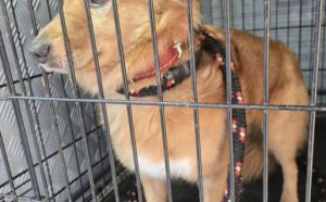 17.01.2026 r. Grabowa S