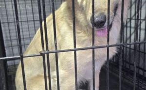 17.03.2026 r. Jozefowska S