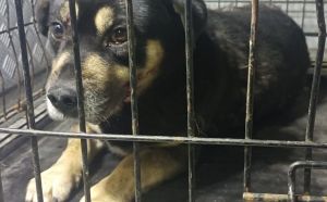 17.12.2025 r. Zielona L