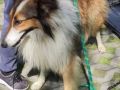 18.06.2022 Golebiowska S