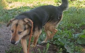 21.06.2026 r. Brzustowska S