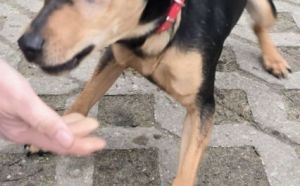 22.12.2025 r. Witosa S