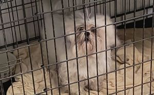 24.01.2026 r. MOSiR Borki S