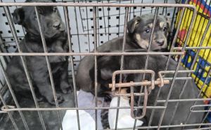 24.01.2026 r. Wolanowska S