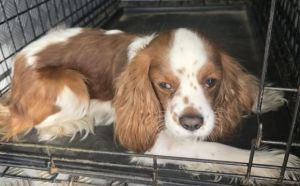 25.03.2026 r. Grzecznarowskiego S