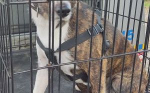 25.10.2025 r. Orlat Lwowskich S