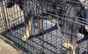 26.02.2026 R. Piastowska S