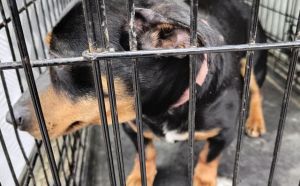 26.03.2026 r. Krolowej Jadwigi S