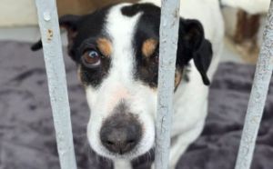 26.03.2026 r. Wycecha S