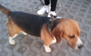 26.04.2025 r. Witkacego. S