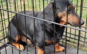 27.03.2026 r. Witosa S