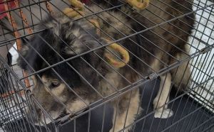 28.01.2026 r. Topiel S