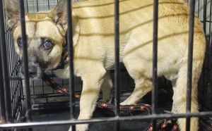 3.11.2025 r. Sycynska S