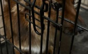 3.12.2025 r. Wiejska S