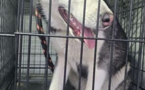 30.11.2025 r. Starokrakowska S