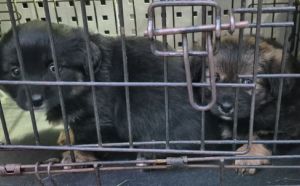 4.12.2025 r. Skrzydlata S