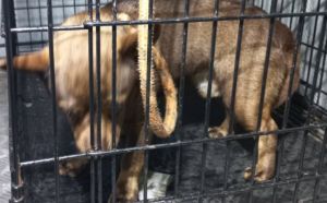 5.04.2026 r. Dekarska S