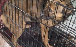 9.01.2026 r. Ksiezycowa S