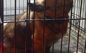 9.11.2025 r. Trojanska S