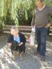 adopcja-shedow.JPG