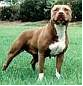 tl_files/schronisko/PSY/zdjecia do tresci/amerykanski pitt bull.png